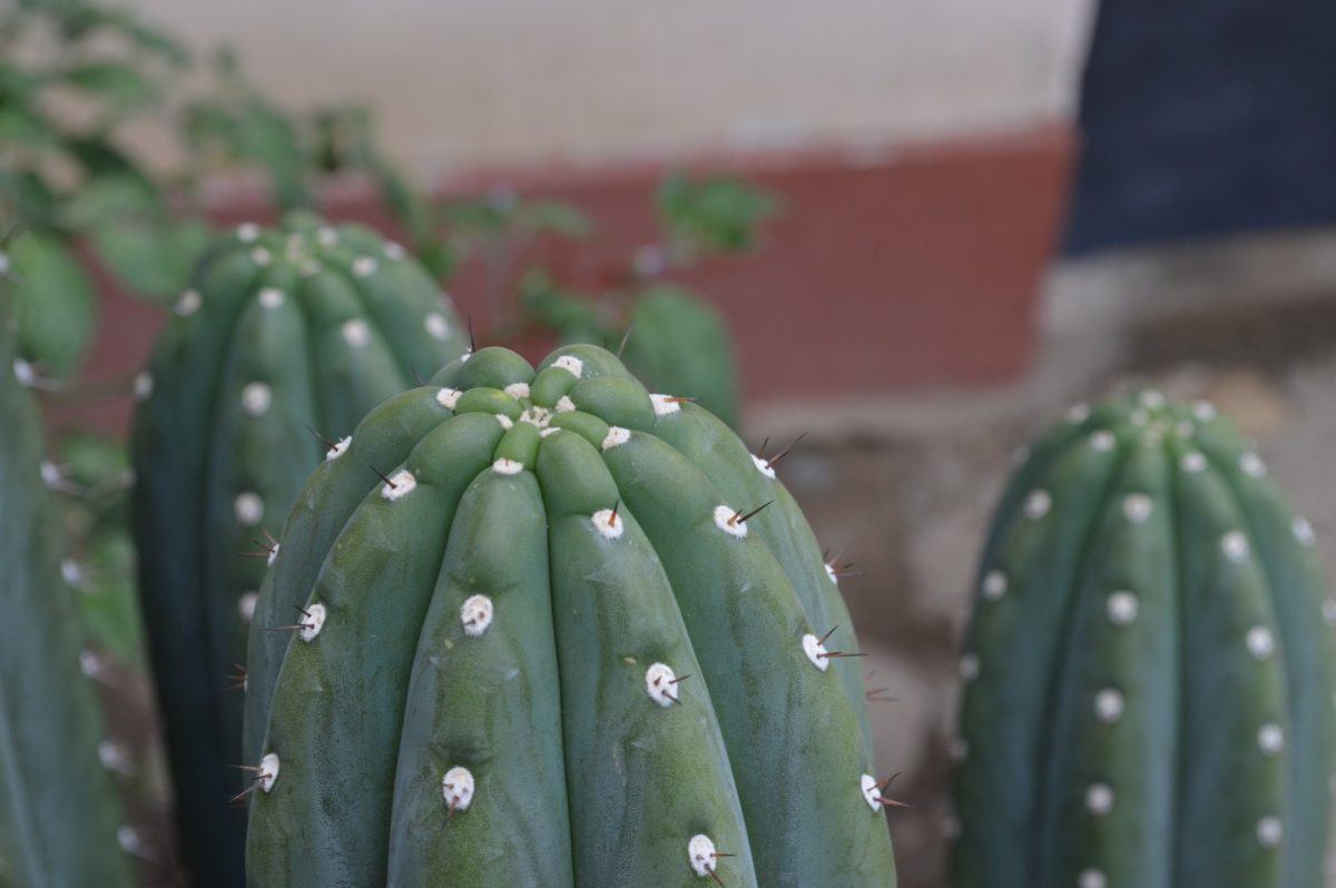 Varios tallos columnares verdes del cactus San Pedro, con costillas marcadas y aréolas blancas con espinas, ante una pared encalada