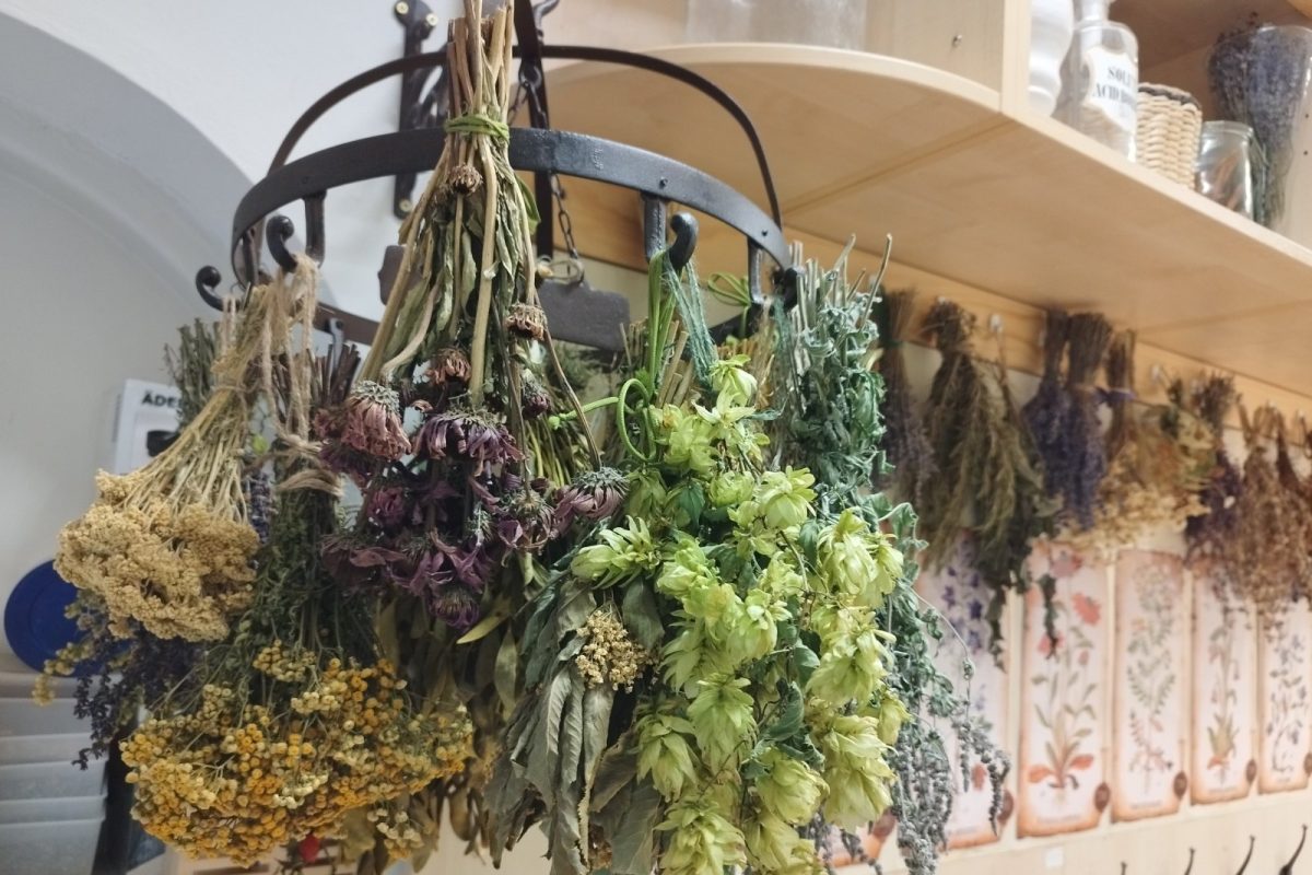 Ramos de plantas medicinales secas colgados boca abajo de un aro de hierro y de una balda de madera en el interior de un herbolario; al fondo, láminas botánicas y frascos de cristal.