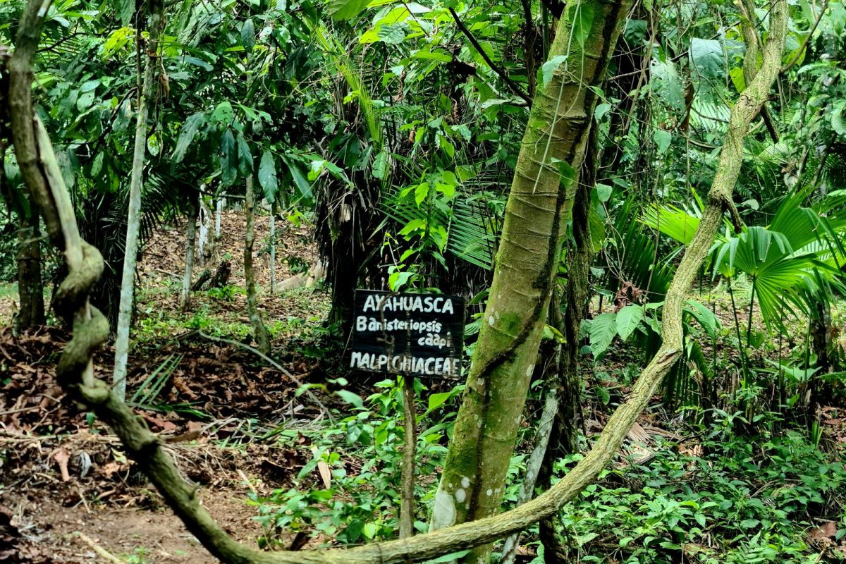 Liana de ayahuasca, Banisteriopsis caapi, con su cartel identificativo en la selva