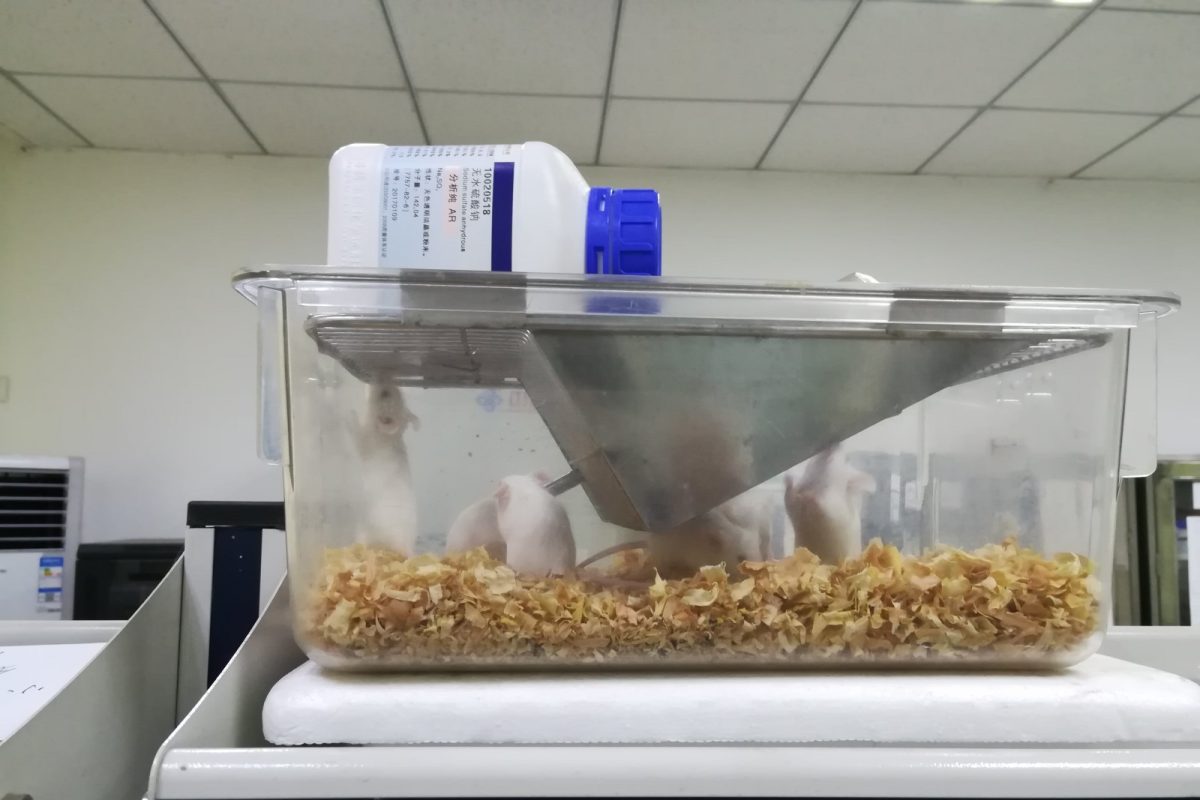 Ratas de laboratorio en una jaula de policarbonato