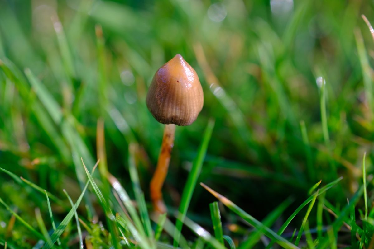 Una seta Psilocybe semilanceata, de sombrero cónico marrón y pie fino, creciendo entre hierba verde