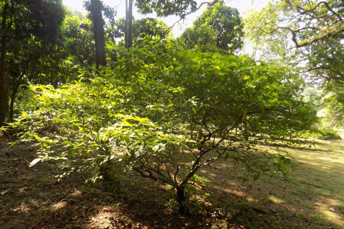 Arbusto de iboga (Tabernanthe iboga) con follaje verde en un jardín botánico tropical