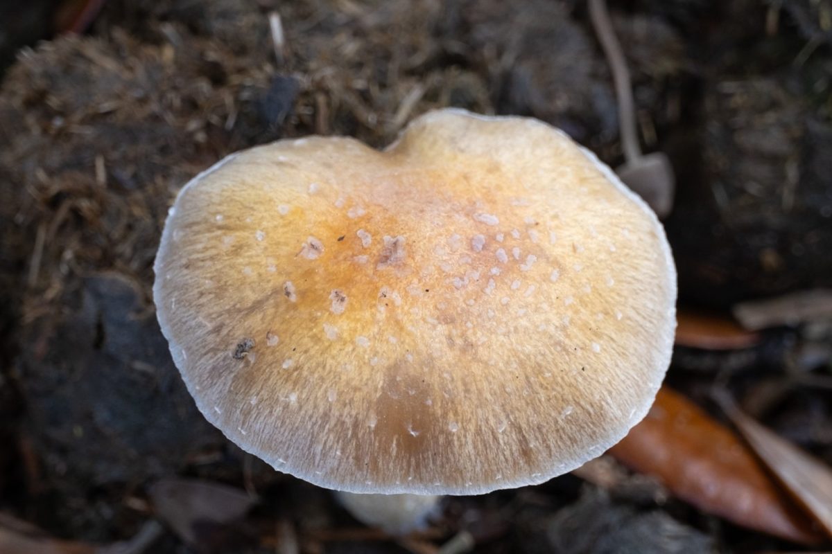 Sombrero de una seta Psilocybe cubensis de color crema y ocre visto desde arriba, sobre suelo con restos vegetales