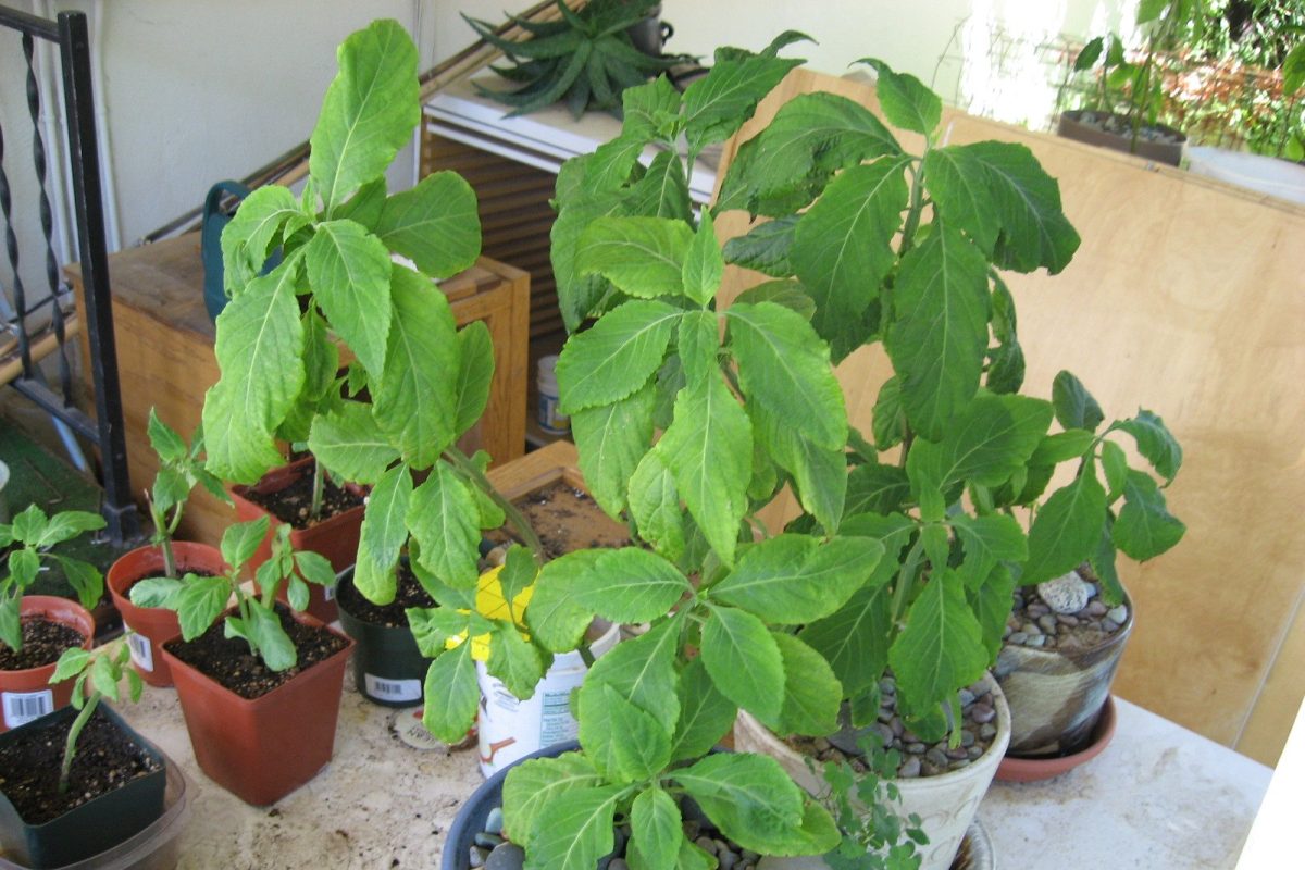 Varias plantas de Salvia divinorum de hojas verdes y anchas cultivadas en macetas sobre una mesa