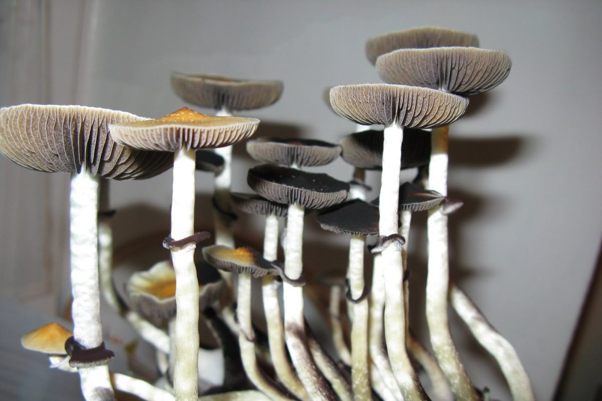 Racimo de setas Psilocybe cubensis con sombreros abiertos y láminas oscuras sobre fondo claro