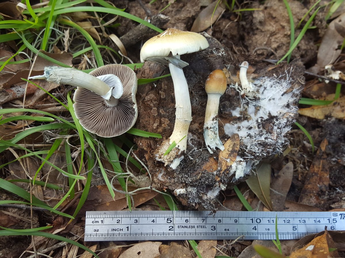 Several Psilocybe cubensis mushrooms on substrate with white mycelium, next to a metal ruler; illustrative image